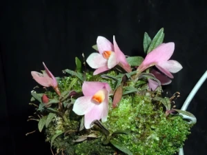 Bild von Dendrobium cuthbertsonii pink 2